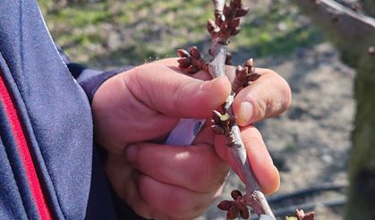 Meyve Bahçelerinde Erken Bahar Kontrolleri Sürüyor