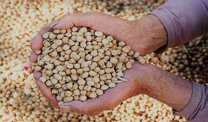 Hibe Destekli Azkan Nohut Tohumu Başvuruları Başladı