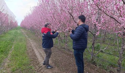 Zirai Don Riskine Karşı Saha Çalışmaları Sürüyor
