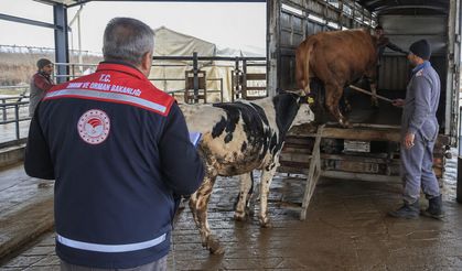 İlçe Tarım’dan Hayvan Sevkine Sıkı Denetim Uyarısı