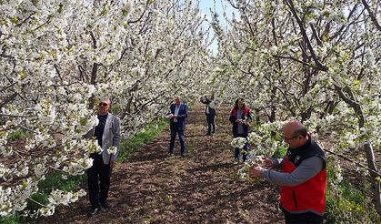 Akşehir’de Kiraz Çiçekleri Açtı, Rekolte Umudu Arttı