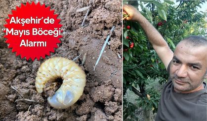 Kiraz ve Meyve Ağaçları Tehdit Altında