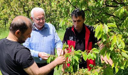 Kiraz Bahçelerinde Verim Yüz Güldürüyor
