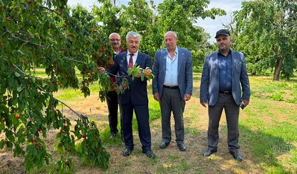 Kiraz Bahçelerinde Hasat ve Kalite İncelemesi