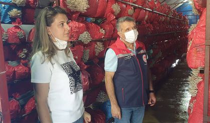 İstiridye Mantarı Üretiminde Kalite ve Hijyen Denetimi