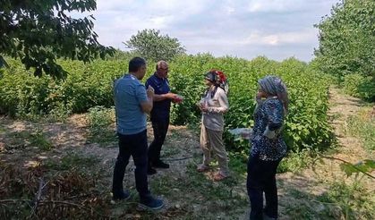 KOP Destekli Bahçelerde Hasat Öncesi Kritik İnceleme