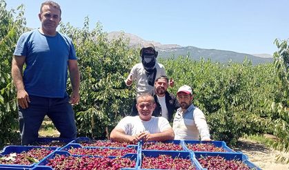 İsmet Paşa Kirazında İlk Hasat Yapıldı