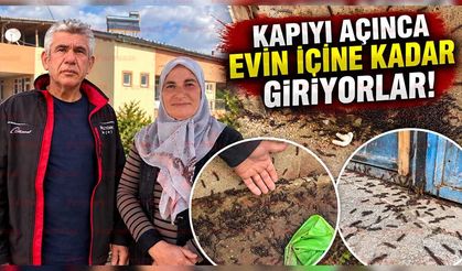 Akşehir’de Bir Evi Binlerce Böcek İstila Etti: Aile Çözüm Bekliyor
