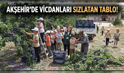 Sevim Uzun: Binlerce Ton Erik Dalında Kaldı, Üretici Çare Bekliyor