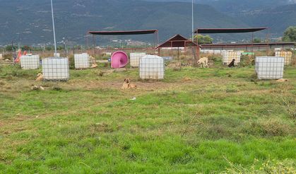 Takipçi Yorumunun Ardından Barınağa Gittik: Can Dostlar Güvende