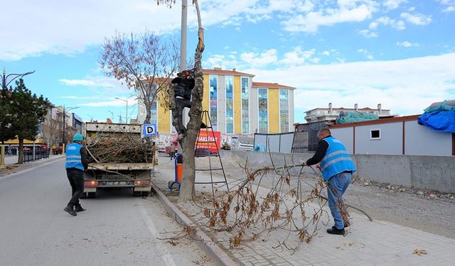 BELEDİYE'DE AĞAÇ BUDAMA MESAİSİ