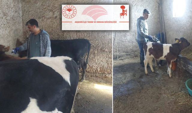 Akşehir’de Şap ve Brucella Aşılamaları Başladı