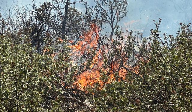 Akşehir Savaş Mahallesi’nde Orman Yangını