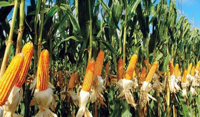 Akşehir’in de Aralarında Olduğu 19 İlçede Yeni Tarım Planlaması