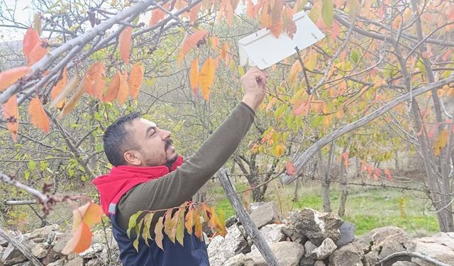 Akdeniz Meyve Sineği Ari Alan Kontrolleri Tamamlandı