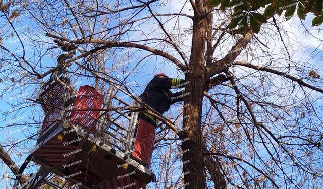 Ağaçta Mahsur Kalan Kedi, İtfaiye Ekiplerince Kurtarıldı