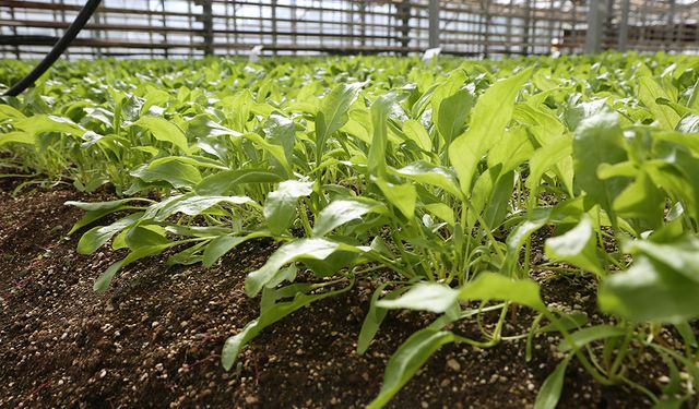 Konya Şeker, Pancar Testlerinde Dünya Liginde
