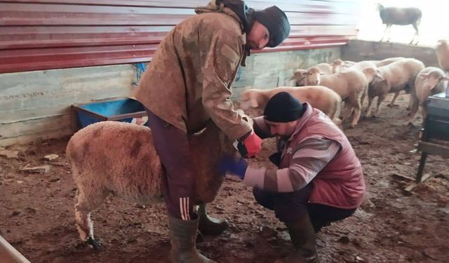 Şap Hastalığına Yönelik Sero-Survey Çalışmaları Tamamlandı