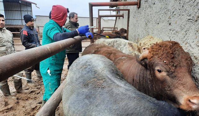 İthal Besilik Hayvanlara Sıkı Denetim