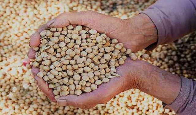 Hibe Destekli Azkan Nohut Tohumu Başvuruları Başladı