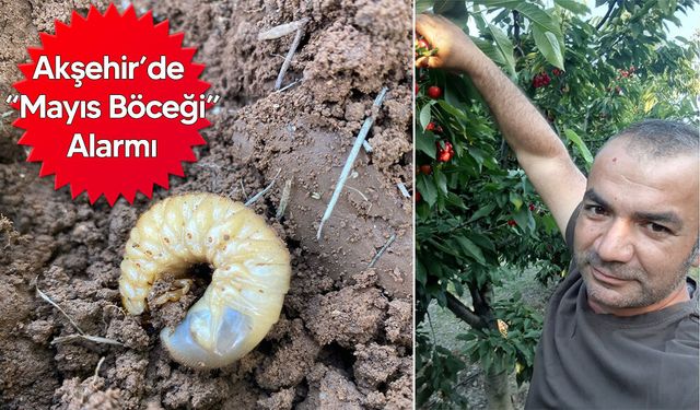 Kiraz ve Meyve Ağaçları Tehdit Altında