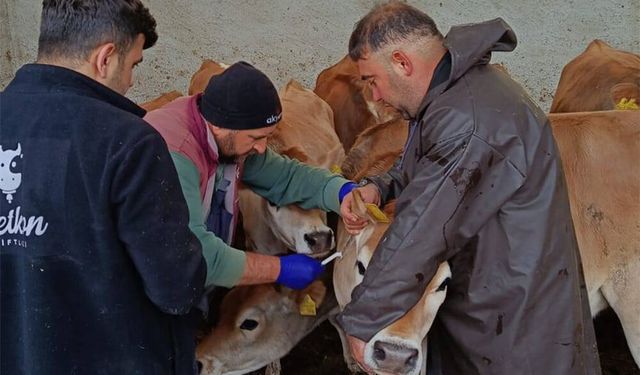 Akşehir’de Hastalıktan Ari İşletmelere Sıkı Denetim
