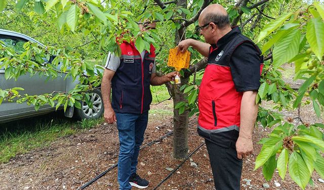 Kiraz ve Elma Bahçelerinde Zararlı Takibi Sürüyor