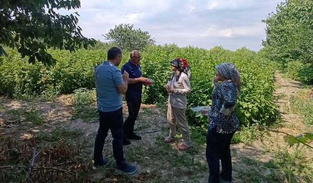 KOP Destekli Bahçelerde Hasat Öncesi Kritik İnceleme