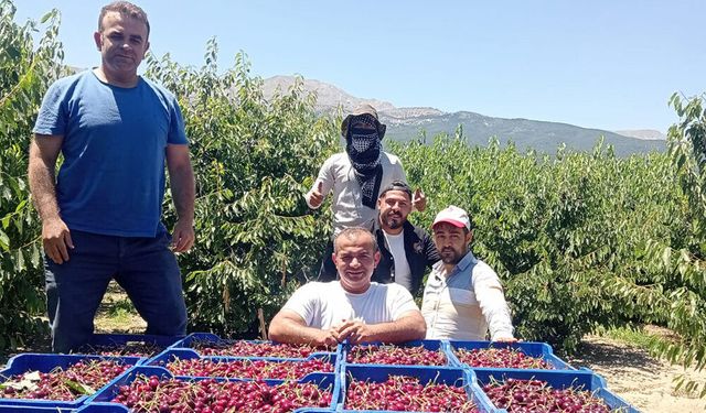 İsmet Paşa Kirazında İlk Hasat Yapıldı