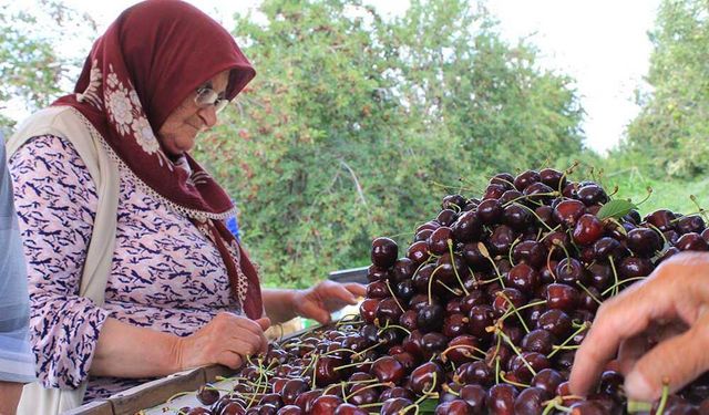 ABD ve Avrupa Kirazda Bu Aromayı Özellikle İstiyor