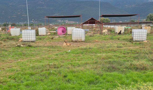 Takipçi Yorumunun Ardından Barınağa Gittik: Can Dostlar Güvende