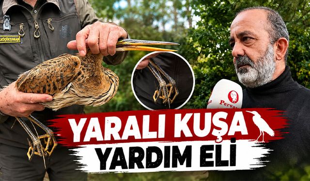 Yaralı Balıkçı Balaban Kuşu Koruma Altına Alındı