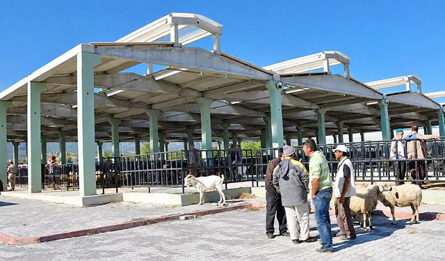 Akşehir’de Şap Yok, Koyun ve Keçi Vebası Var