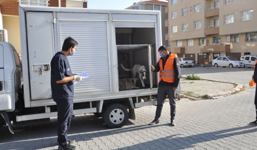 AKKAYA: SOKAK HAYVANLARINI TUTMA YETKİMİZ YOK (FOTOĞRAFLAR İÇİN TIKLAYINIZ)