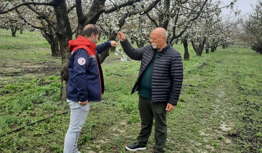 Kaliteli Kiraz İçin Tarım Müdürlüğü Sahada