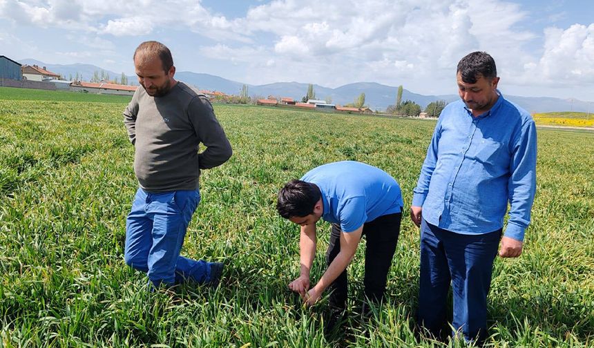 Tarımsal Verimlilik İçin Yazla’da Hastalık ve Zararlı Taraması Yapıldı