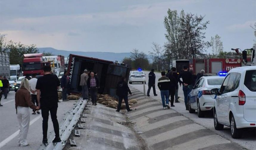 Devrilen Kamyonda 53 Koyun Telef Oldu
