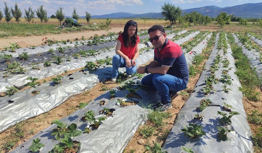Çakıllar Mahallesi’nde Çilek Rekoltesini İnceledi