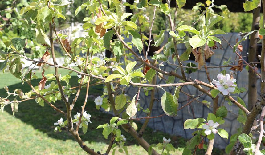Tuzlukçu’da Elma Ağaçları Şaşırtıyor