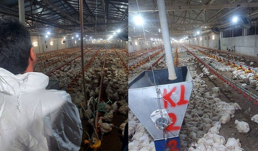 Kanatlı İşletmelerde Denetimler Devam Ediyor