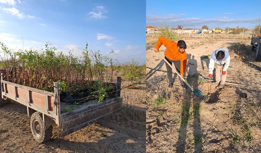 Tuzlukçu Bademliği Her Geçen Gün Büyüyor