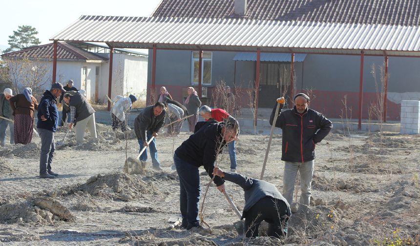 Mevlütlü ve Pazarkaya’da Zerdali ve Badem Fidanları Toprakla Buluştu