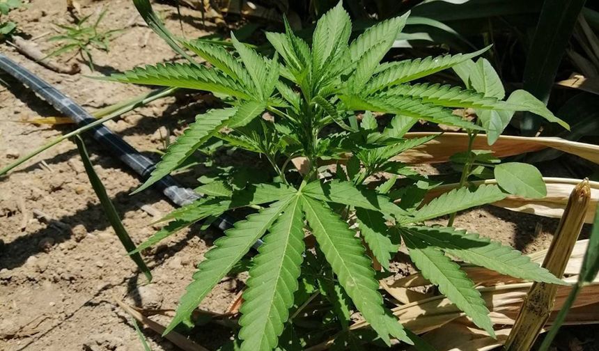 Kenevir Operasyonunda Bir Göz Altı