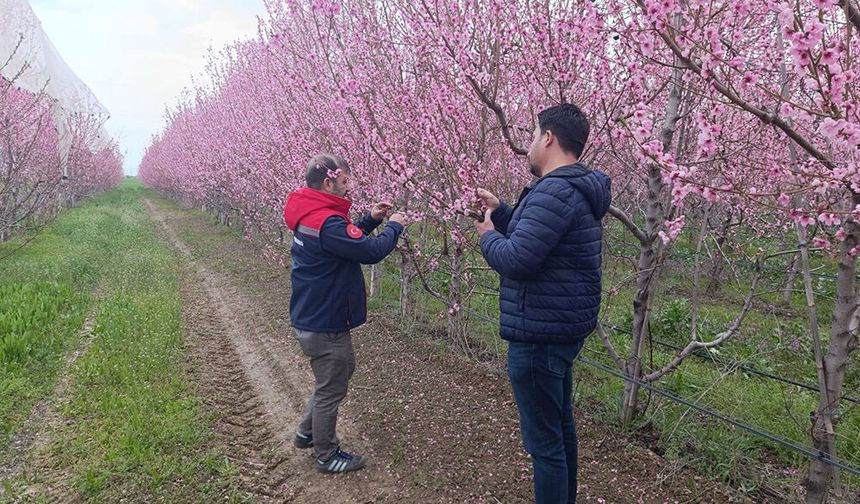 Zirai Don Riskine Karşı Saha Çalışmaları Sürüyor