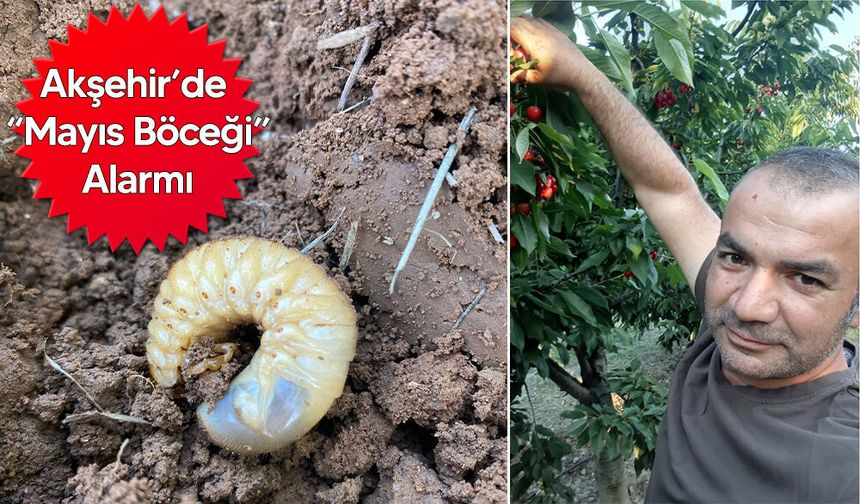 Kiraz ve Meyve Ağaçları Tehdit Altında
