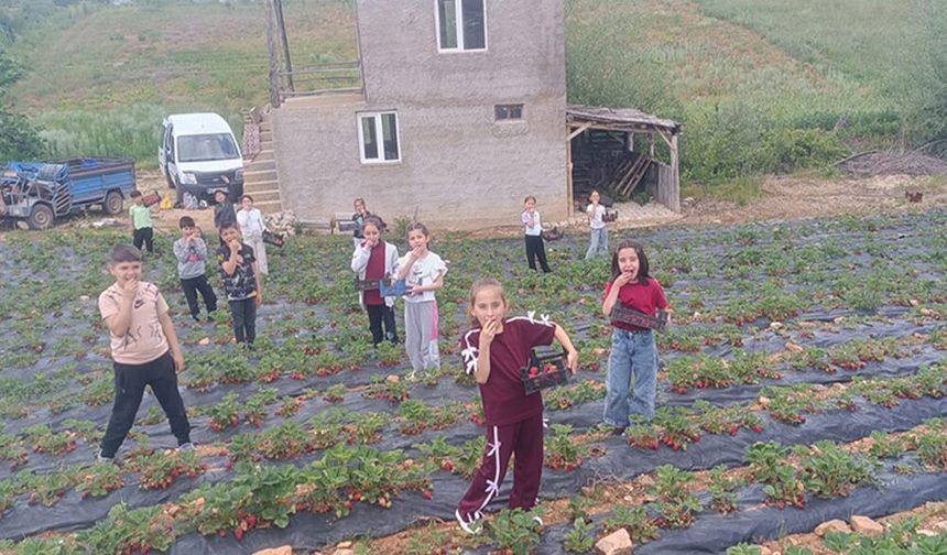 Minikler Çilek Bahçesinde Doğayı Yerinde Öğrendi
