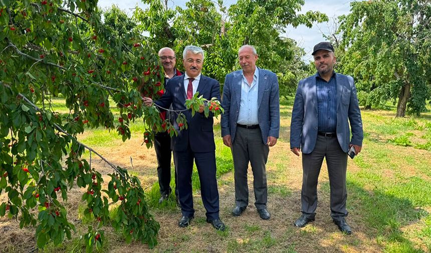 Kiraz Bahçelerinde Hasat ve Kalite İncelemesi