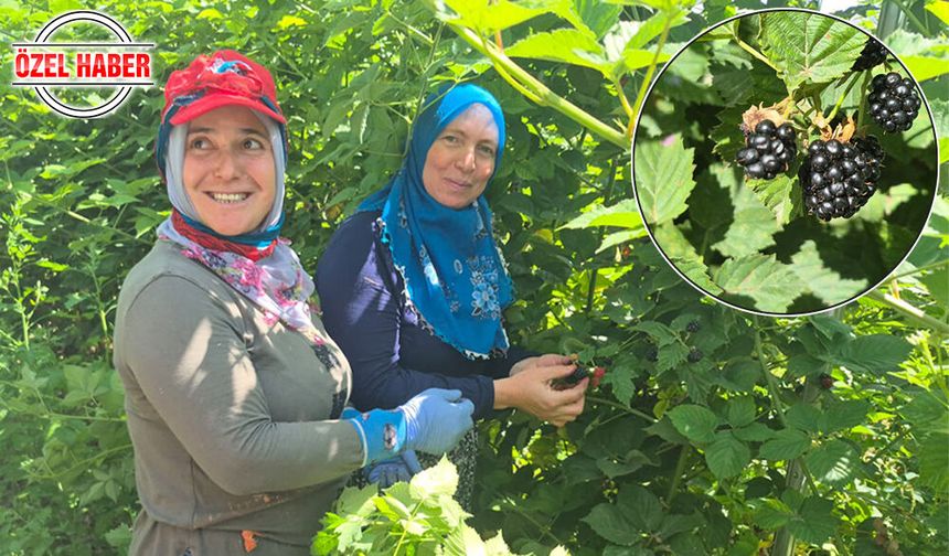 Akşehir’de Tarımın Yeni Yıldızı Böğürtlen