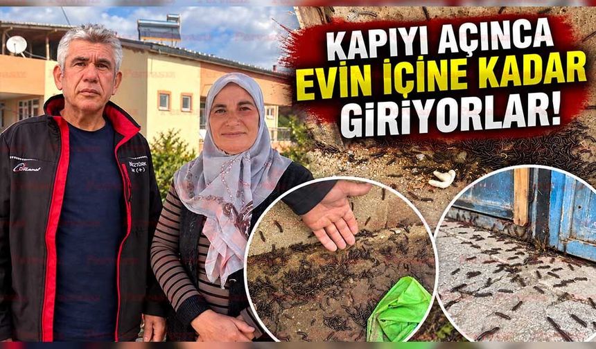Akşehir’de Bir Evi Binlerce Böcek İstila Etti: Aile Çözüm Bekliyor
