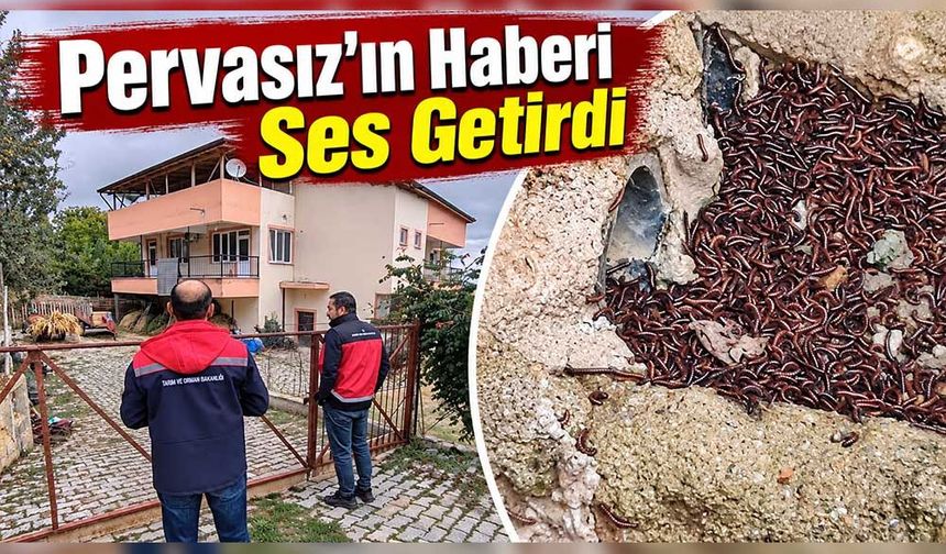 Yaylabelen’de Böcek İstilası İçin İnceleme Başlatıldı